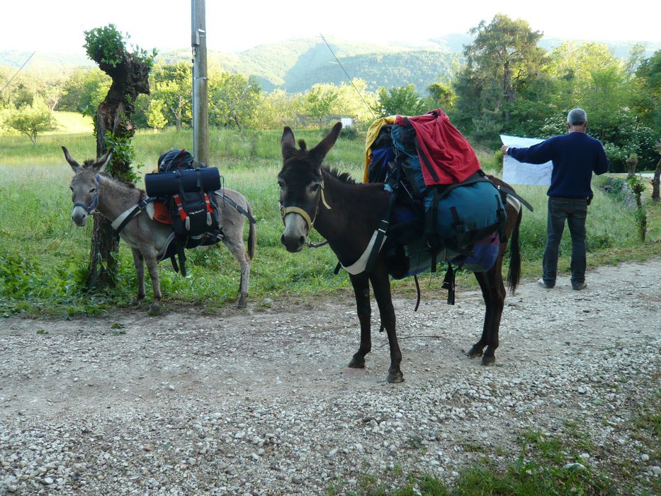 Passeggiate In Carrozza E A Cavallo - Trekking Con Gli Asini